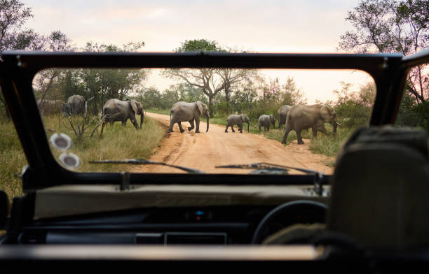 Exploring South Africa top 10 safari destinations travel guide